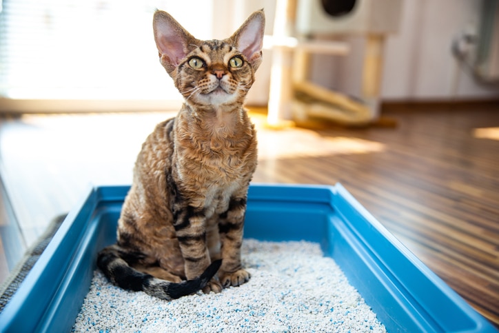 Obedient Devon Rex Cat Sitting in Litter Box in Living Room