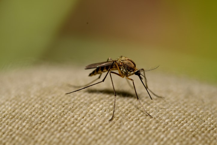 Guyane : éviter la dengue