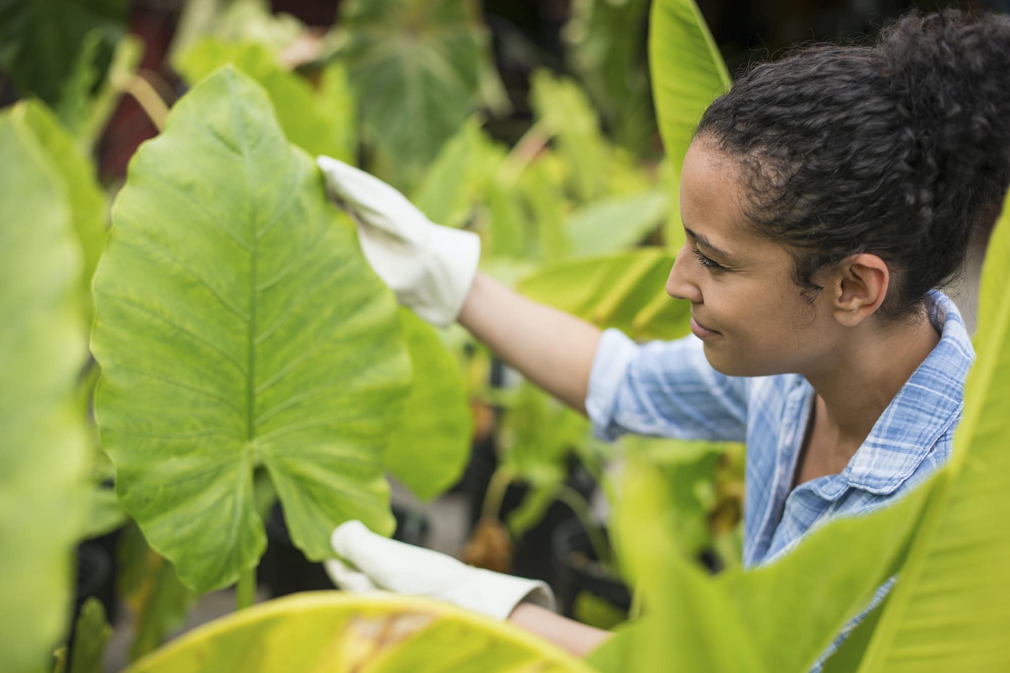 Working on an organic farm. A woman wearing gloves examining the leaves of a tropical plant.