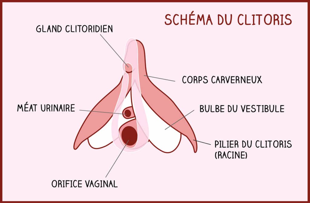 Schema Clitoris