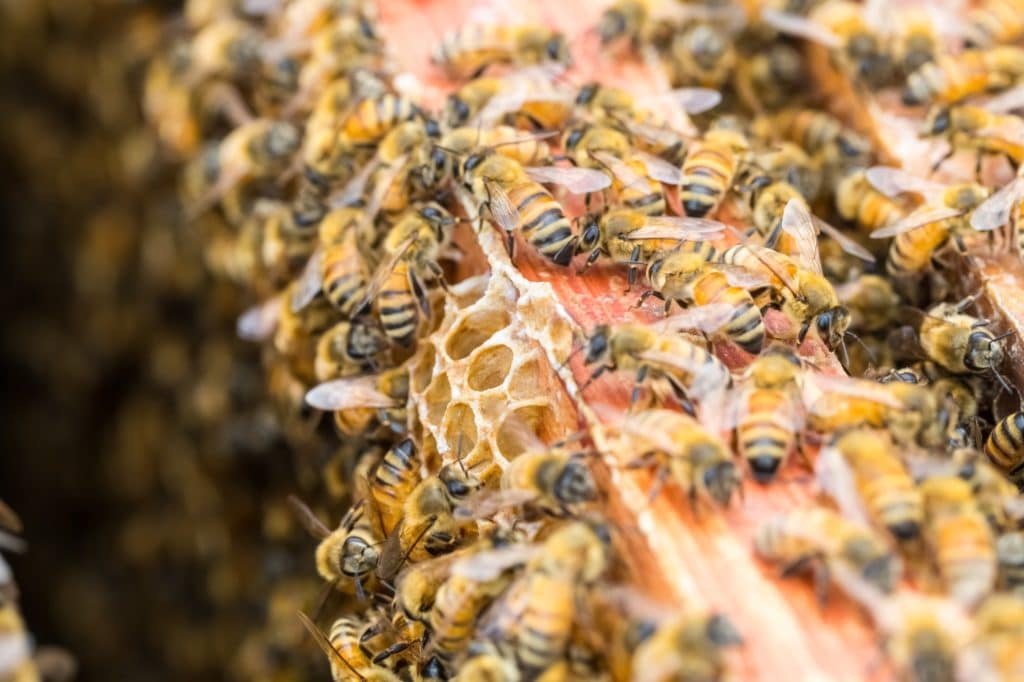 a la rencontre des abeilles miel apiculteur