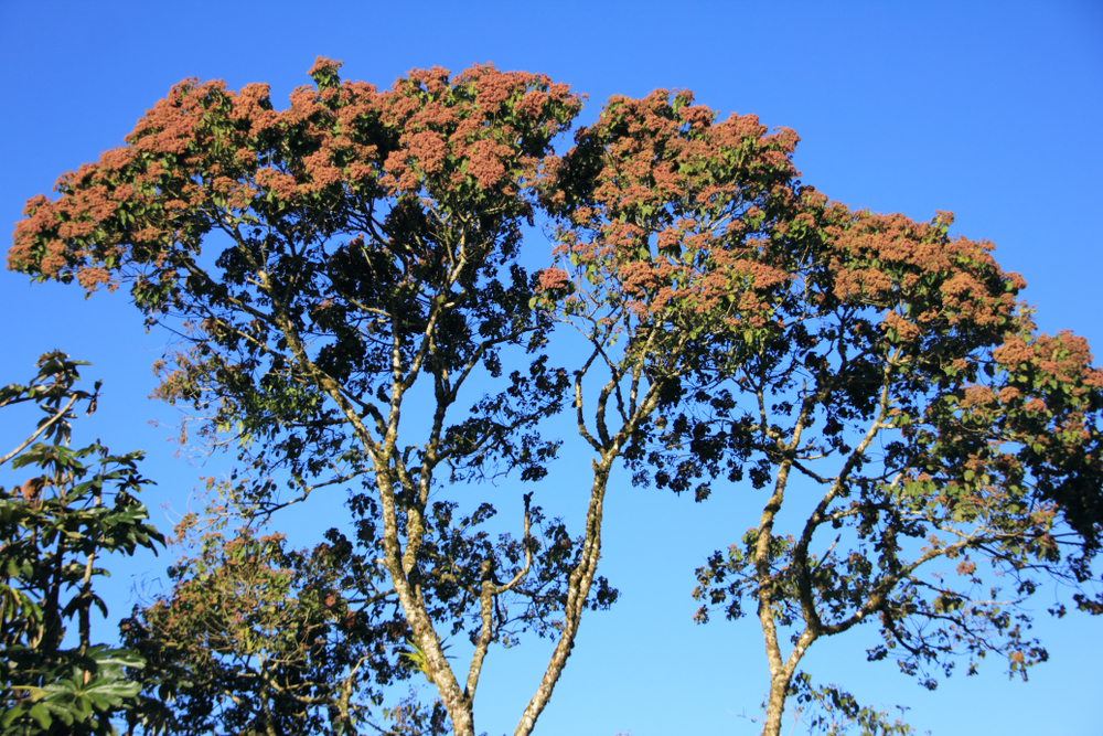 Le saint-sacrement (Heliocarpus donnell-smithii -Tiliacées)