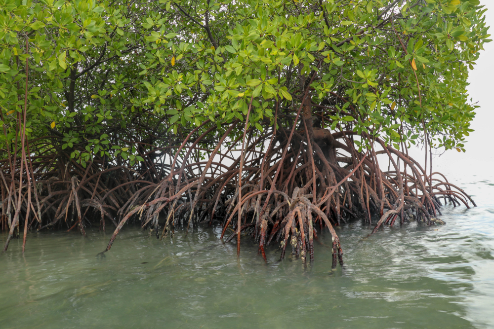 arbre de la mangrove