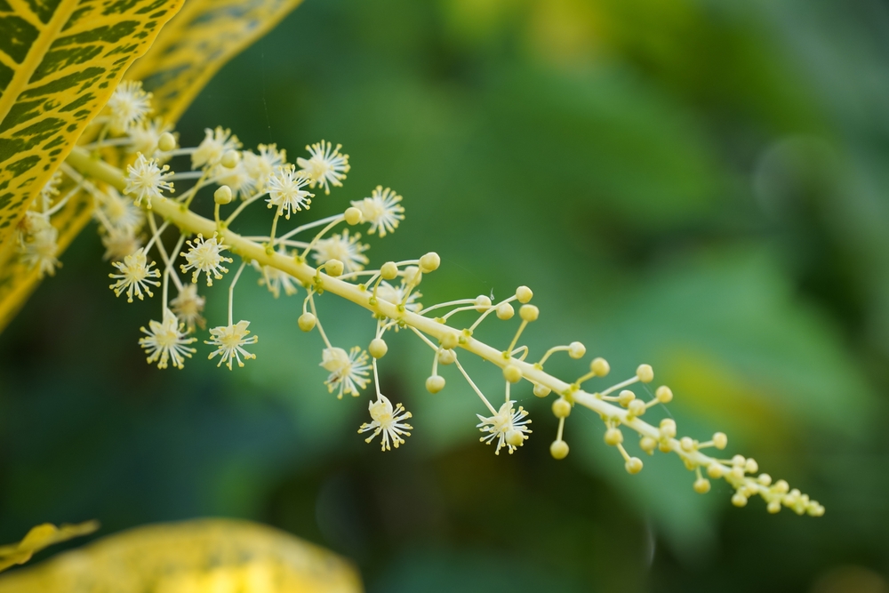 Le ti-baume (Croton flavens - Euphorbiacées)