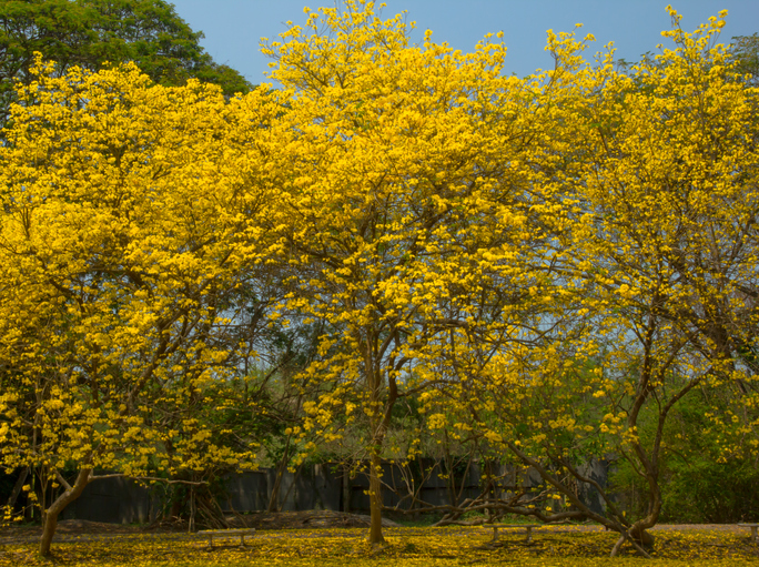Les arbres de Guyane
