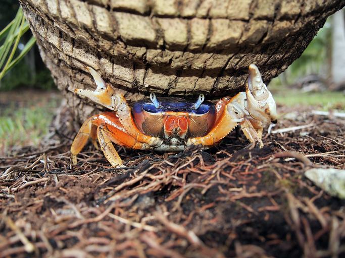 mangrove crabe
