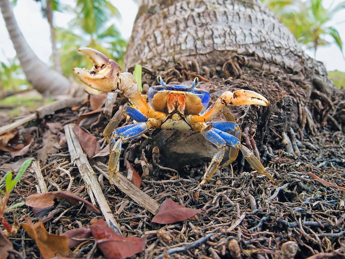 Crabe mangrove Cardisoma guanhumi