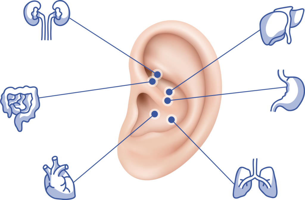 auriculotherapie schema organe oreille
