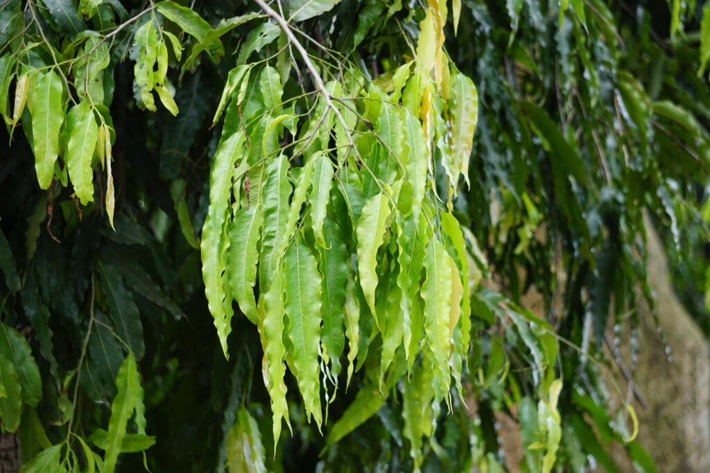 Polyalthia longifolia annonacées
