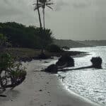 Erosion, Les arbres de bord de mer tombent à bwa jolan en Guadeloupe