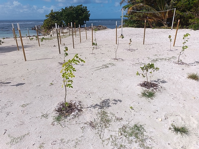 reboisement plage pierre et vacances Guadeloupe