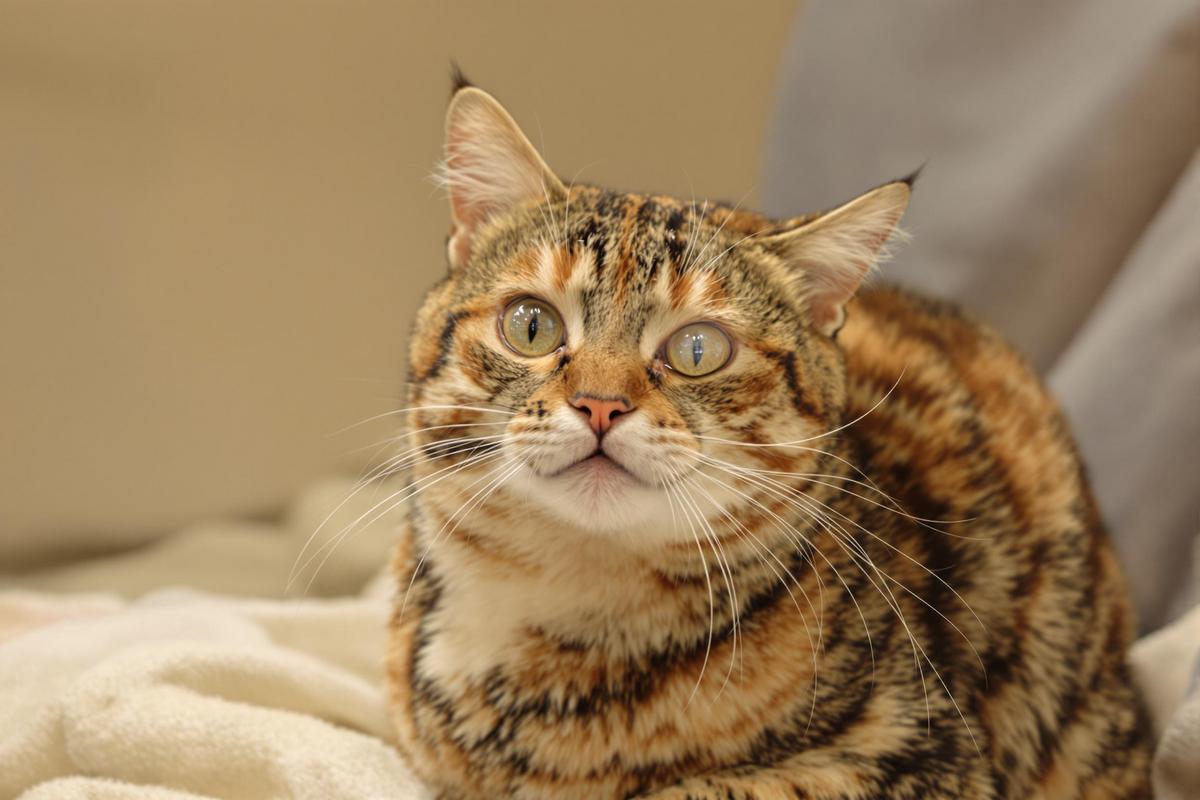 Comprendre et soigner la babine d'un chat.jpg