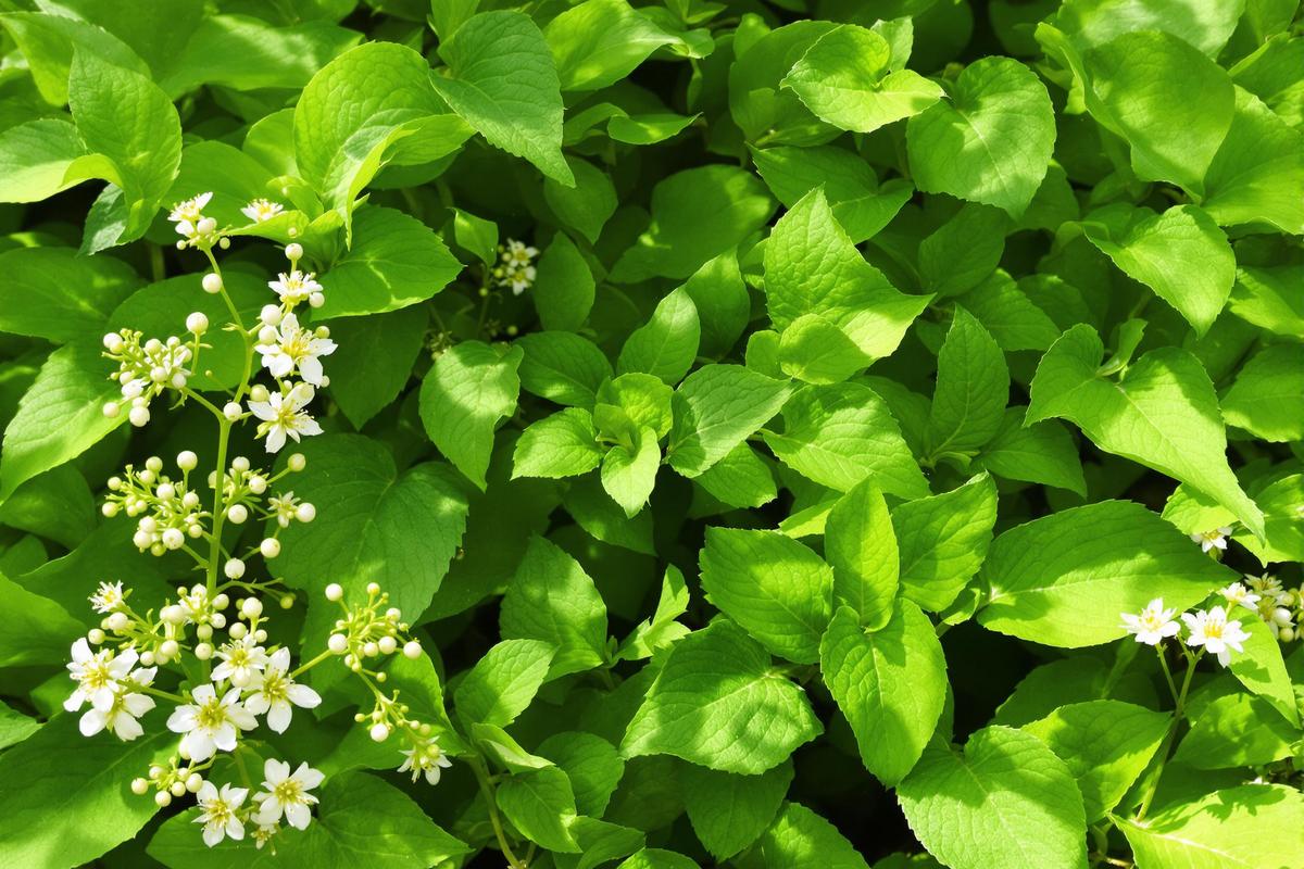Le faux patchouli : digestion et bienfaits naturels.jpg