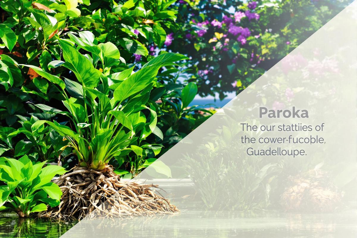 Paroka en Guadeloupe : vertus et traditions locales.jpg