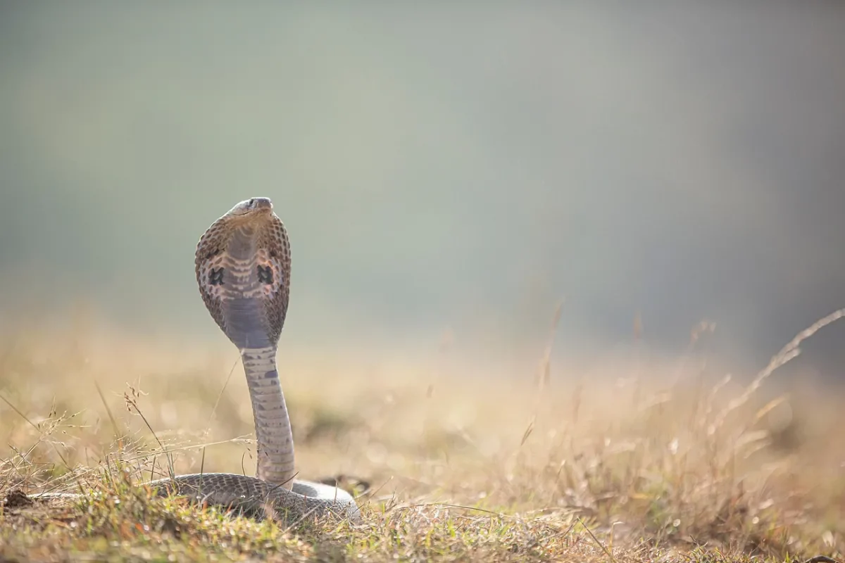 Quand on rêve de serpent ça veut dire quoi ?.jpg